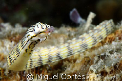 Pipefish. by Miguel Cortés 